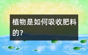 植物是如何吸收肥料的？