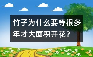 竹子為什么要等很多年才大面積開花？